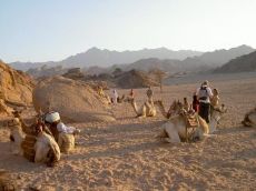 Desert Camel Safari